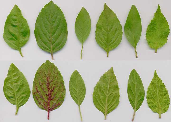 basil